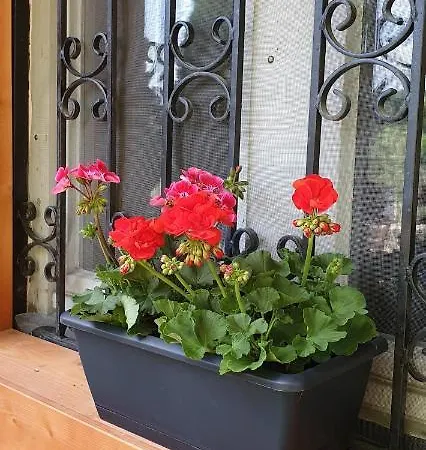 Family Wellness Jacuzzi Sauna Wood Fired Hot Tub 8 Min From Heviz Apartmán
