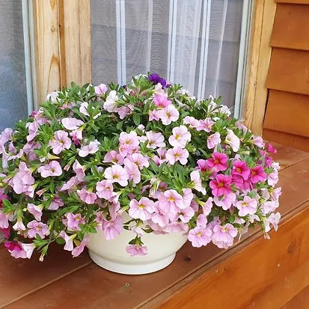 Family Wellness Jacuzzi Sauna Wood Fired Hot Tub 8 Min From Heviz Apartman *